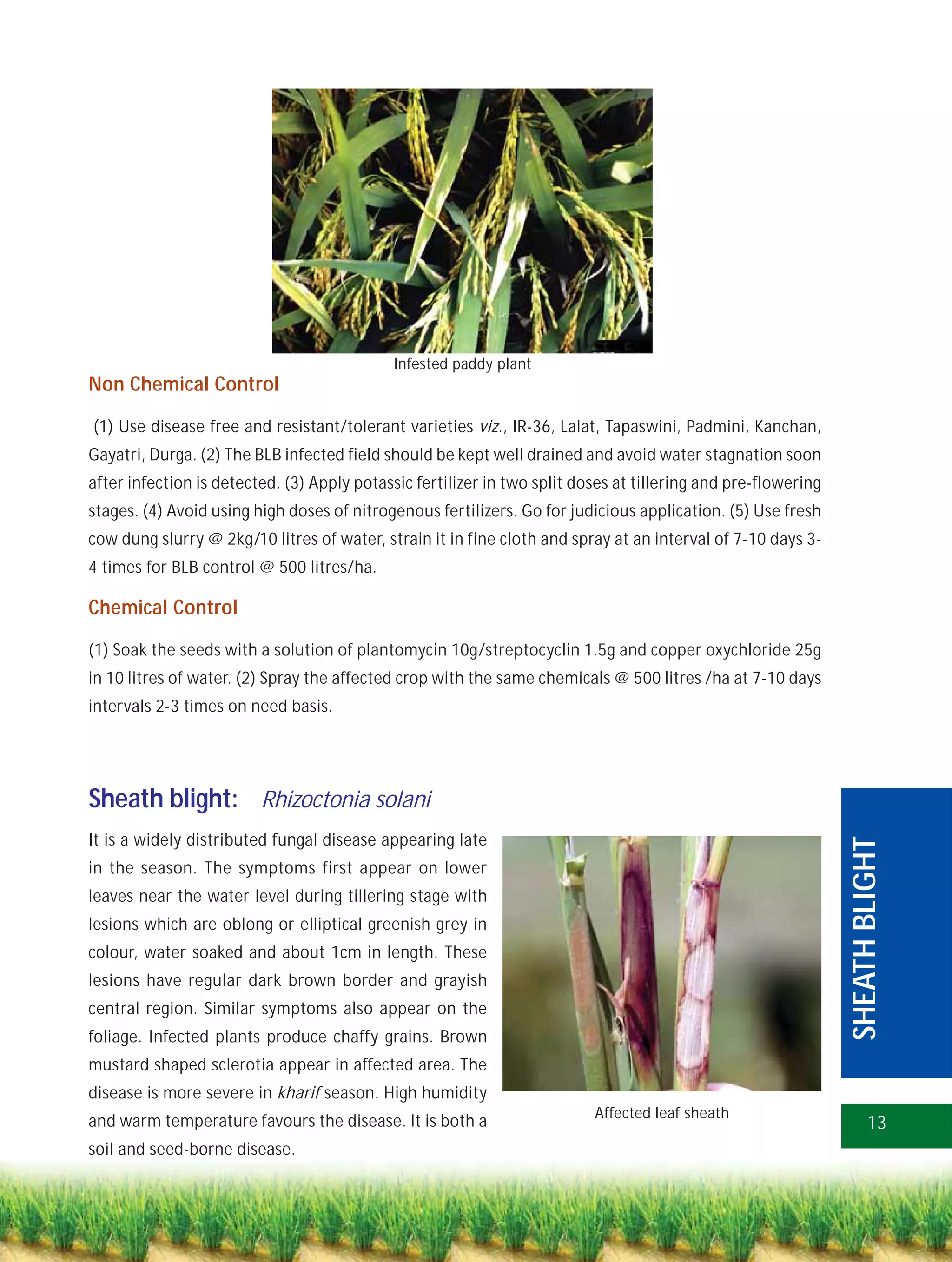 Infested paddy plant
Non Chemical Control

(1) Use disease free and resistant/tolerant varieties viz., IR-36, Lalat, Tapaswini, Padmini, Kanchan,
Gayatri, Durga. (2) The BLB infected field should be kept well drained and avoid water stagnation soon
after infection is detected. (3) Apply potassic fertilizer in two split doses at tillering and pre-flowering
stages. (4) Avoid using high doses of nitrogenous fertilizers. Go for judicious application. (5) Use fresh
cow dung slurry @ 2kg/10 litres of water, strain it in fine cloth and spray at an interval of 7-10 days 3-
4 times for BLB control @ 500 litres/ha.

Chemical Control

(1) Soak the seeds with a solution of plantomycin 10g/streptocyclin 1.5g and copper oxychloride 25g
in 10 litres of water. (2) Spray the affected crop with the same chemicals @ 500 litres /ha at 7-10 days
intervals 2-3 times on need basis.




Sheath blight: Rhizoctonia solani
It is a widely distributed fungal disease appearing late
in the season. The symptoms first appear on lower                                                              SHEATH BLIGHT
leaves near the water level during tillering stage with
lesions which are oblong or elliptical greenish grey in
colour, water soaked and about 1cm in length. These
lesions have regular dark brown border and grayish
central region. Similar symptoms also appear on the
foliage. Infected plants produce chaffy grains. Brown
mustard shaped sclerotia appear in affected area. The
disease is more severe in kharif season. High humidity
                                                                          Affected leaf sheath
and warm temperature favours the disease. It is both a                                                               13
soil and seed-borne disease.
 