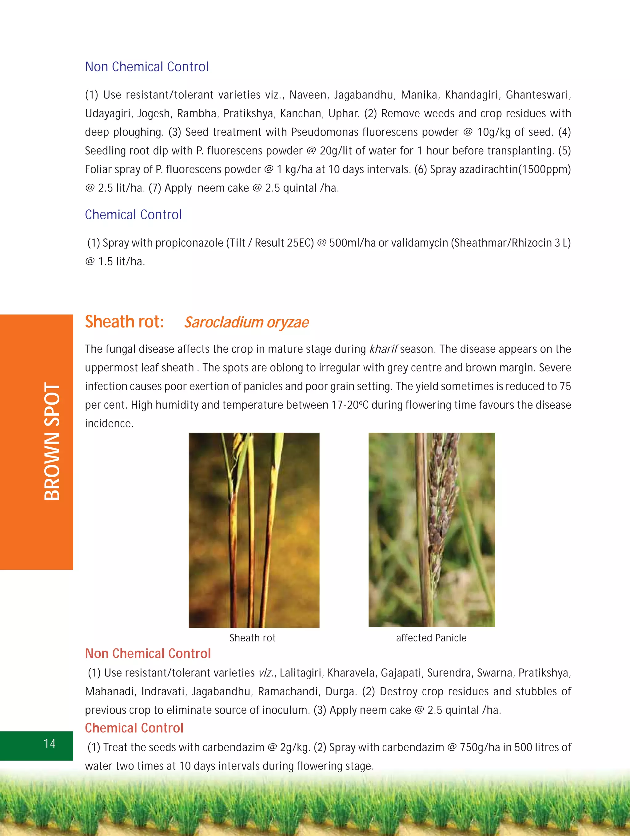 Non Chemical Control

             (1) Use resistant/tolerant varieties viz., Naveen, Jagabandhu, Manika, Khandagiri, Ghanteswari,
             Udayagiri, Jogesh, Rambha, Pratikshya, Kanchan, Uphar. (2) Remove weeds and crop residues with
             deep ploughing. (3) Seed treatment with Pseudomonas fluorescens powder @ 10g/kg of seed. (4)
             Seedling root dip with P. fluorescens powder @ 20g/lit of water for 1 hour before transplanting. (5)
             Foliar spray of P. fluorescens powder @ 1 kg/ha at 10 days intervals. (6) Spray azadirachtin(1500ppm)
             @ 2.5 lit/ha. (7) Apply neem cake @ 2.5 quintal /ha.

             Chemical Control

             (1) Spray with propiconazole (Tilt / Result 25EC) @ 500ml/ha or validamycin (Sheathmar/Rhizocin 3 L)
             @ 1.5 lit/ha.




             Sheath rot:         Sarocladium oryzae
             The fungal disease affects the crop in mature stage during kharif season. The disease appears on the
             uppermost leaf sheath . The spots are oblong to irregular with grey centre and brown margin. Severe
             infection causes poor exertion of panicles and poor grain setting. The yield sometimes is reduced to 75
BROWN SPOT




             per cent. High humidity and temperature between 17-20oC during flowering time favours the disease
             incidence.




                                           Sheath rot                          affected Panicle
             Non Chemical Control
             (1) Use resistant/tolerant varieties viz., Lalitagiri, Kharavela, Gajapati, Surendra, Swarna, Pratikshya,
             Mahanadi, Indravati, Jagabandhu, Ramachandi, Durga. (2) Destroy crop residues and stubbles of
             previous crop to eliminate source of inoculum. (3) Apply neem cake @ 2.5 quintal /ha.
             Chemical Control
14           (1) Treat the seeds with carbendazim @ 2g/kg. (2) Spray with carbendazim @ 750g/ha in 500 litres of
             water two times at 10 days intervals during flowering stage.
 