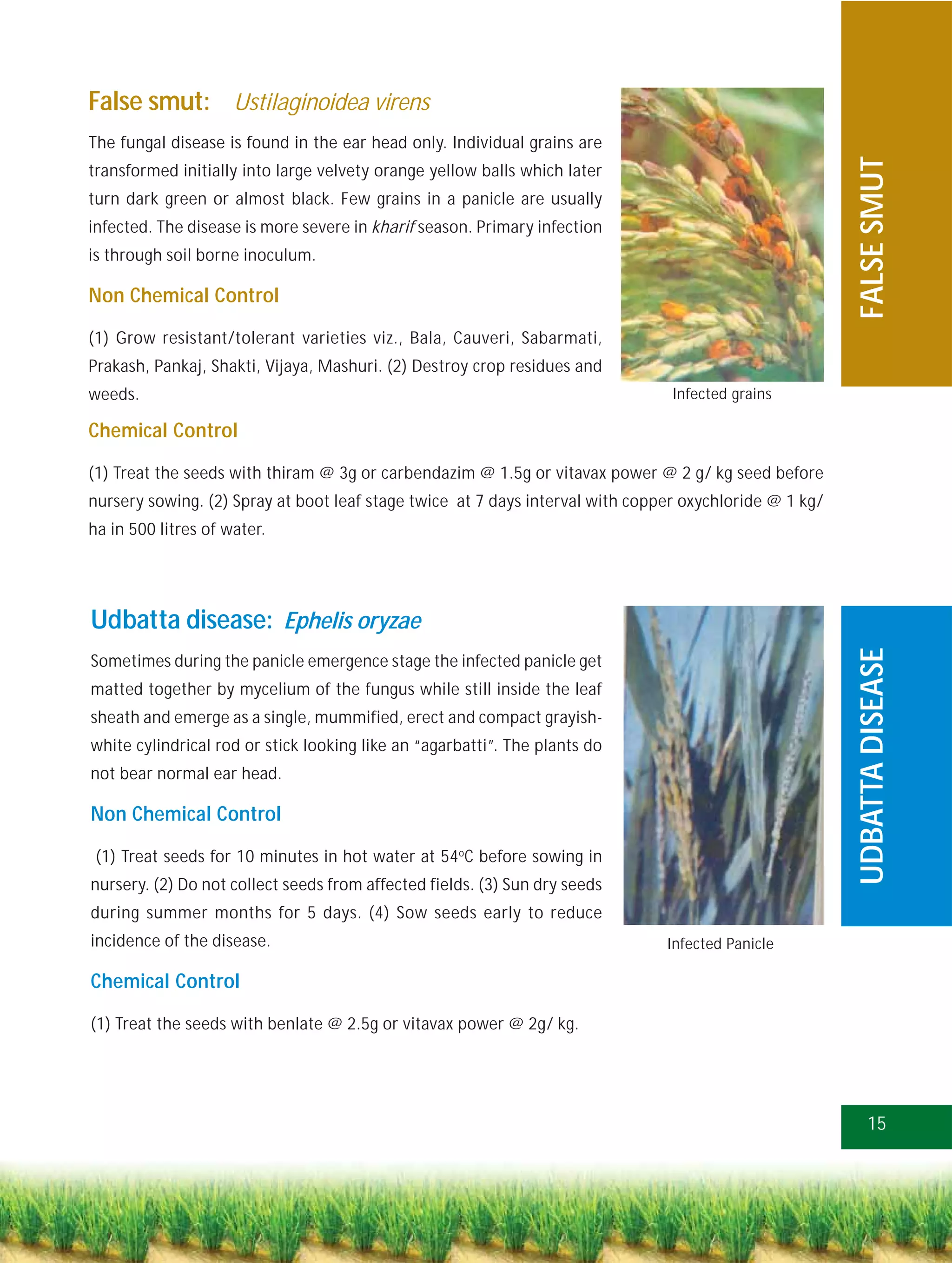 False smut: Ustilaginoidea virens
The fungal disease is found in the ear head only. Individual grains are




                                                                                                        FALSE SMUT
transformed initially into large velvety orange yellow balls which later
turn dark green or almost black. Few grains in a panicle are usually
infected. The disease is more severe in kharif season. Primary infection
is through soil borne inoculum.

Non Chemical Control

(1) Grow resistant/tolerant varieties viz., Bala, Cauveri, Sabarmati,
Prakash, Pankaj, Shakti, Vijaya, Mashuri. (2) Destroy crop residues and
weeds.                                                                          Infected grains

Chemical Control

(1) Treat the seeds with thiram @ 3g or carbendazim @ 1.5g or vitavax power @ 2 g/ kg seed before
nursery sowing. (2) Spray at boot leaf stage twice at 7 days interval with copper oxychloride @ 1 kg/
ha in 500 litres of water.




Udbatta disease: Ephelis oryzae




                                                                                                        UDBATTA DISEASE
Sometimes during the panicle emergence stage the infected panicle get
matted together by mycelium of the fungus while still inside the leaf
sheath and emerge as a single, mummified, erect and compact grayish-
white cylindrical rod or stick looking like an “agarbatti”. The plants do
not bear normal ear head.

Non Chemical Control

 (1) Treat seeds for 10 minutes in hot water at 54oC before sowing in
nursery. (2) Do not collect seeds from affected fields. (3) Sun dry seeds
during summer months for 5 days. (4) Sow seeds early to reduce
incidence of the disease.                                                      Infected Panicle

Chemical Control

(1) Treat the seeds with benlate @ 2.5g or vitavax power @ 2g/ kg.




                                                                                                           15
 