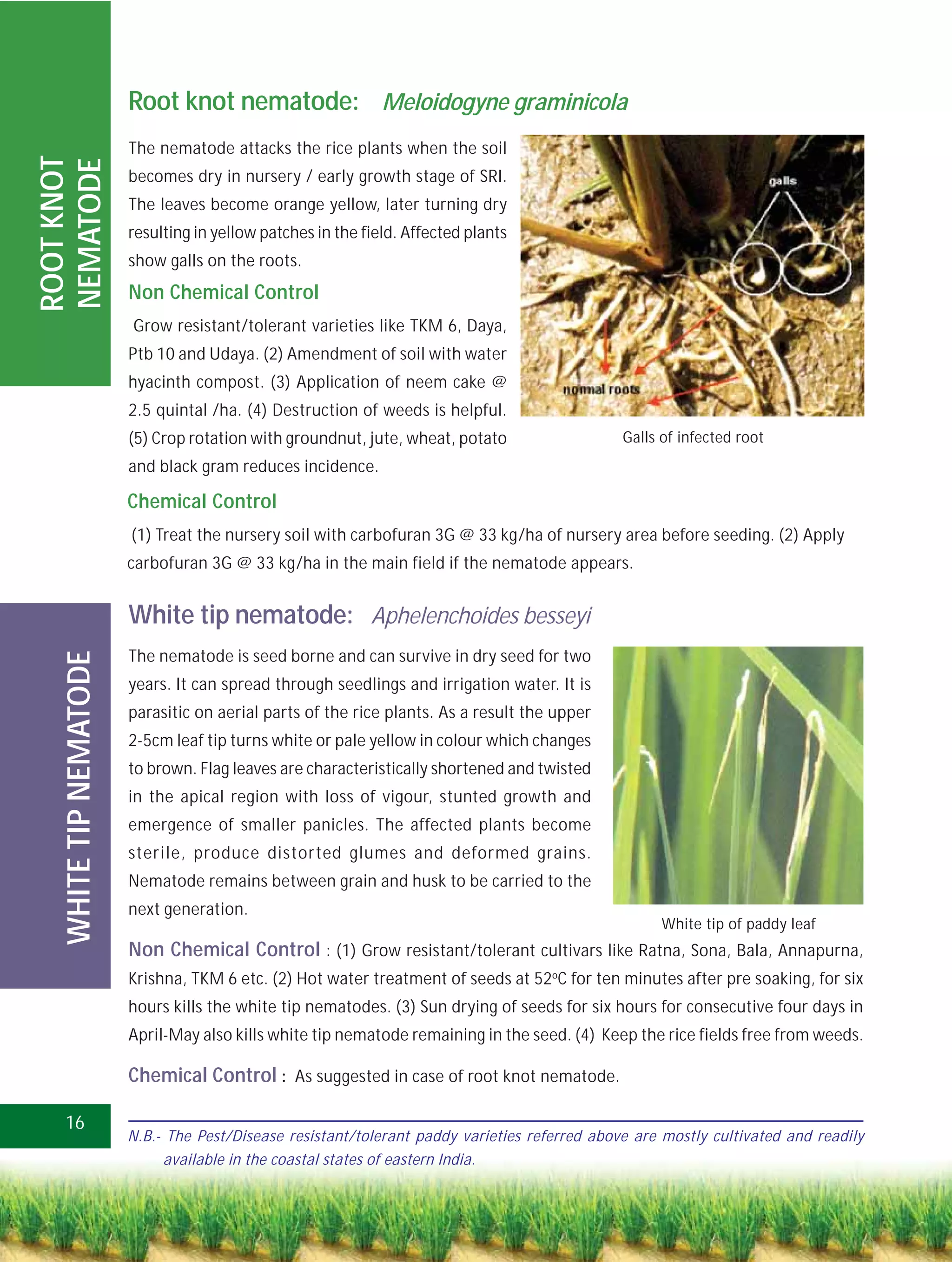 Root knot nematode: Meloidogyne graminicola
                        The nematode attacks the rice plants when the soil
ROOT KNOT
NEMATODE

                        becomes dry in nursery / early growth stage of SRI.
                        The leaves become orange yellow, later turning dry
                        resulting in yellow patches in the field. Affected plants
                        show galls on the roots.
                        Non Chemical Control
                        Grow resistant/tolerant varieties like TKM 6, Daya,
                        Ptb 10 and Udaya. (2) Amendment of soil with water
                        hyacinth compost. (3) Application of neem cake @
                        2.5 quintal /ha. (4) Destruction of weeds is helpful.
                        (5) Crop rotation with groundnut, jute, wheat, potato                  Galls of infected root
                        and black gram reduces incidence.

                        Chemical Control
                        (1) Treat the nursery soil with carbofuran 3G @ 33 kg/ha of nursery area before seeding. (2) Apply
                        carbofuran 3G @ 33 kg/ha in the main field if the nematode appears.


                        White tip nematode: Aphelenchoides besseyi
                        The nematode is seed borne and can survive in dry seed for two
   WHITE TIP NEMATODE




                        years. It can spread through seedlings and irrigation water. It is
                        parasitic on aerial parts of the rice plants. As a result the upper
                        2-5cm leaf tip turns white or pale yellow in colour which changes
                        to brown. Flag leaves are characteristically shortened and twisted
                        in the apical region with loss of vigour, stunted growth and
                        emergence of smaller panicles. The affected plants become
                        sterile, produce distorted glumes and deformed grains.
                        Nematode remains between grain and husk to be carried to the
                        next generation.
                                                                                                     White tip of paddy leaf
                        Non Chemical Control : (1) Grow resistant/tolerant cultivars like Ratna, Sona, Bala, Annapurna,
                        Krishna, TKM 6 etc. (2) Hot water treatment of seeds at 52oC for ten minutes after pre soaking, for six
                        hours kills the white tip nematodes. (3) Sun drying of seeds for six hours for consecutive four days in
                        April-May also kills white tip nematode remaining in the seed. (4) Keep the rice fields free from weeds.

                        Chemical Control : As suggested in case of root knot nematode.

   16
                        N.B.- The Pest/Disease resistant/tolerant paddy varieties referred above are mostly cultivated and readily
                             available in the coastal states of eastern India.
 