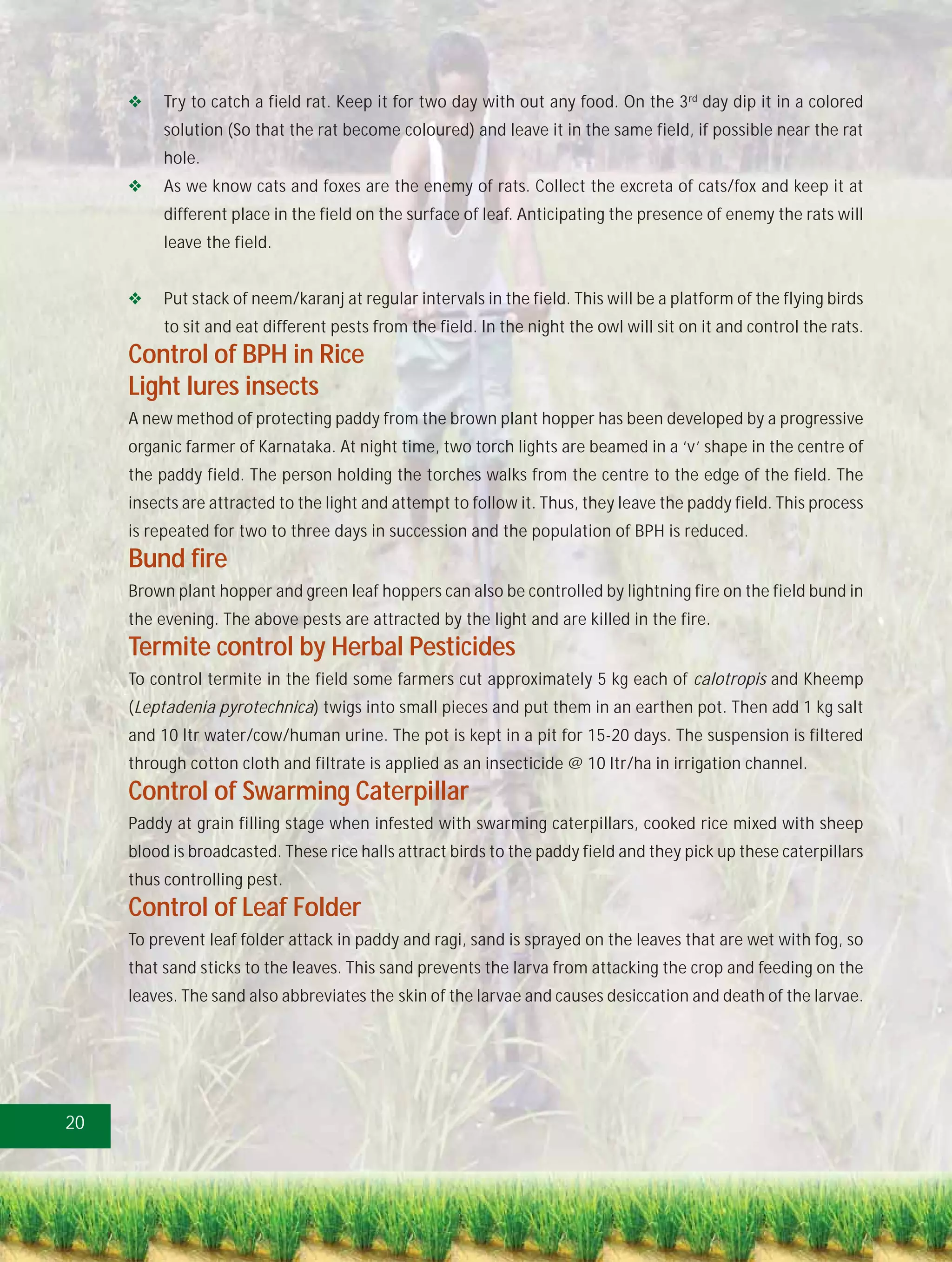 Try to catch a field rat. Keep it for two day with out any food. On the 3 rd day dip it in a colored
          solution (So that the rat become coloured) and leave it in the same field, if possible near the rat
          hole.
          As we know cats and foxes are the enemy of rats. Collect the excreta of cats/fox and keep it at
          different place in the field on the surface of leaf. Anticipating the presence of enemy the rats will
          leave the field.


          Put stack of neem/karanj at regular intervals in the field. This will be a platform of the flying birds
          to sit and eat different pests from the field. In the night the owl will sit on it and control the rats.
     Control of BPH in Rice
     Light lures insects
     A new method of protecting paddy from the brown plant hopper has been developed by a progressive
     organic farmer of Karnataka. At night time, two torch lights are beamed in a ‘v’ shape in the centre of
     the paddy field. The person holding the torches walks from the centre to the edge of the field. The
     insects are attracted to the light and attempt to follow it. Thus, they leave the paddy field. This process
     is repeated for two to three days in succession and the population of BPH is reduced.
     Bund fire
     Brown plant hopper and green leaf hoppers can also be controlled by lightning fire on the field bund in
     the evening. The above pests are attracted by the light and are killed in the fire.
     Termite control by Herbal Pesticides
     To control termite in the field some farmers cut approximately 5 kg each of calotropis and Kheemp
     (Leptadenia pyrotechnica) twigs into small pieces and put them in an earthen pot. Then add 1 kg salt
     and 10 ltr water/cow/human urine. The pot is kept in a pit for 15-20 days. The suspension is filtered
     through cotton cloth and filtrate is applied as an insecticide @ 10 ltr/ha in irrigation channel.
     Control of Swarming Caterpillar
     Paddy at grain filling stage when infested with swarming caterpillars, cooked rice mixed with sheep
     blood is broadcasted. These rice halls attract birds to the paddy field and they pick up these caterpillars
     thus controlling pest.
     Control of Leaf Folder
     To prevent leaf folder attack in paddy and ragi, sand is sprayed on the leaves that are wet with fog, so
     that sand sticks to the leaves. This sand prevents the larva from attacking the crop and feeding on the
     leaves. The sand also abbreviates the skin of the larvae and causes desiccation and death of the larvae.




20
 