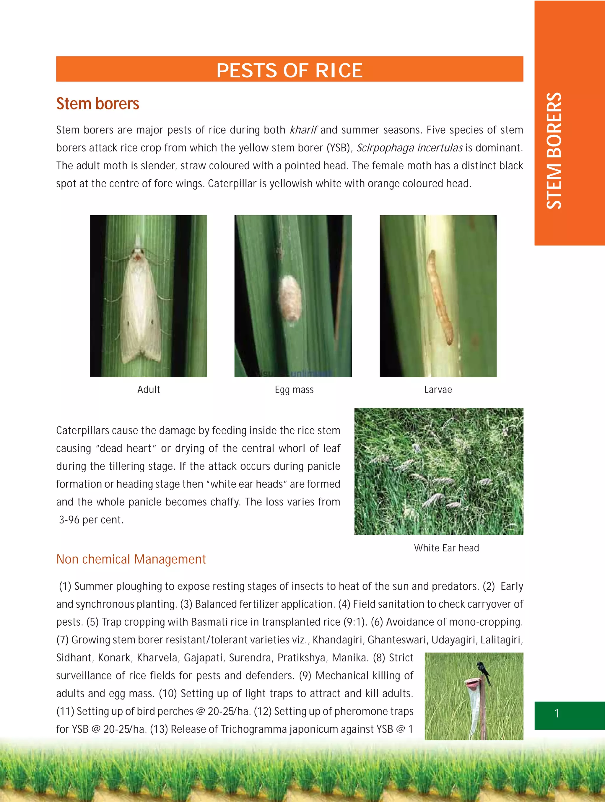PESTS OF RICE




                                                                                                            STEM BORERS
Stem borers
Stem borers are major pests of rice during both kharif and summer seasons. Five species of stem
borers attack rice crop from which the yellow stem borer (YSB), Scirpophaga incertulas is dominant.
The adult moth is slender, straw coloured with a pointed head. The female moth has a distinct black
spot at the centre of fore wings. Caterpillar is yellowish white with orange coloured head.




                  Adult                          Egg mass                           Larvae



Caterpillars cause the damage by feeding inside the rice stem
causing “dead heart” or drying of the central whorl of leaf
during the tillering stage. If the attack occurs during panicle
formation or heading stage then “white ear heads” are formed
and the whole panicle becomes chaffy. The loss varies from
3-96 per cent.

                                                                                  White Ear head
Non chemical Management

(1) Summer ploughing to expose resting stages of insects to heat of the sun and predators. (2) Early
and synchronous planting. (3) Balanced fertilizer application. (4) Field sanitation to check carryover of
pests. (5) Trap cropping with Basmati rice in transplanted rice (9:1). (6) Avoidance of mono-cropping.
(7) Growing stem borer resistant/tolerant varieties viz., Khandagiri, Ghanteswari, Udayagiri, Lalitagiri,
Sidhant, Konark, Kharvela, Gajapati, Surendra, Pratikshya, Manika. (8) Strict
surveillance of rice fields for pests and defenders. (9) Mechanical killing of
adults and egg mass. (10) Setting up of light traps to attract and kill adults.
(11) Setting up of bird perches @ 20-25/ha. (12) Setting up of pheromone traps                                  1
for YSB @ 20-25/ha. (13) Release of Trichogramma japonicum against YSB @ 1
 