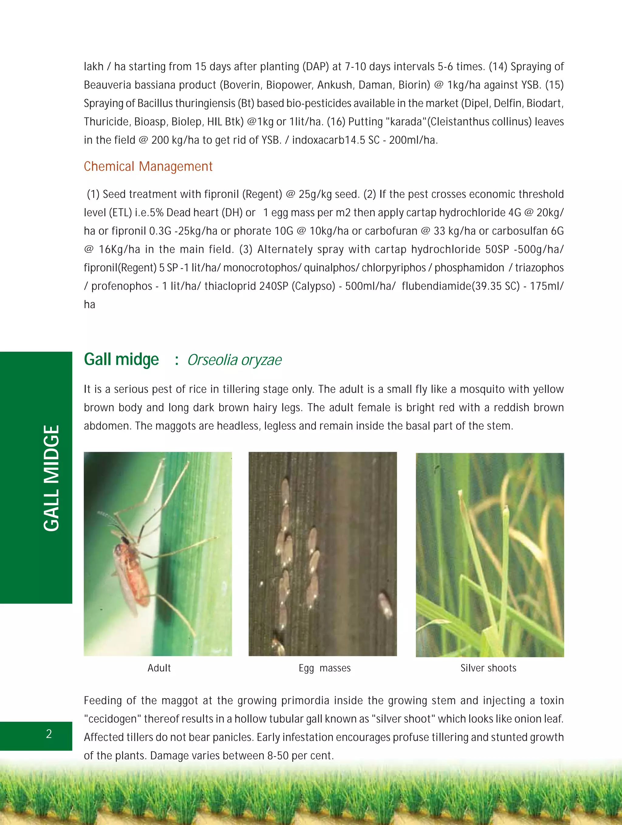 lakh / ha starting from 15 days after planting (DAP) at 7-10 days intervals 5-6 times. (14) Spraying of
             Beauveria bassiana product (Boverin, Biopower, Ankush, Daman, Biorin) @ 1kg/ha against YSB. (15)
             Spraying of Bacillus thuringiensis (Bt) based bio-pesticides available in the market (Dipel, Delfin, Biodart,
             Thuricide, Bioasp, Biolep, HIL Btk) @1kg or 1lit/ha. (16) Putting "karada"(Cleistanthus collinus) leaves
             in the field @ 200 kg/ha to get rid of YSB. / indoxacarb14.5 SC - 200ml/ha.

             Chemical Management

             (1) Seed treatment with fipronil (Regent) @ 25g/kg seed. (2) If the pest crosses economic threshold
             level (ETL) i.e.5% Dead heart (DH) or 1 egg mass per m2 then apply cartap hydrochloride 4G @ 20kg/
             ha or fipronil 0.3G -25kg/ha or phorate 10G @ 10kg/ha or carbofuran @ 33 kg/ha or carbosulfan 6G
             @ 16Kg/ha in the main field. (3) Alternately spray with cartap hydrochloride 50SP -500g/ha/
             fipronil(Regent) 5 SP -1 lit/ha/ monocrotophos/ quinalphos/ chlorpyriphos / phosphamidon / triazophos
             / profenophos - 1 lit/ha/ thiacloprid 240SP (Calypso) - 500ml/ha/ flubendiamide(39.35 SC) - 175ml/
             ha




             Gall midge : Orseolia oryzae
             It is a serious pest of rice in tillering stage only. The adult is a small fly like a mosquito with yellow
             brown body and long dark brown hairy legs. The adult female is bright red with a reddish brown
             abdomen. The maggots are headless, legless and remain inside the basal part of the stem.
GALL MIDGE




                           Adult                             Egg masses                           Silver shoots


             Feeding of the maggot at the growing primordia inside the growing stem and injecting a toxin
             "cecidogen" thereof results in a hollow tubular gall known as "silver shoot" which looks like onion leaf.
 2           Affected tillers do not bear panicles. Early infestation encourages profuse tillering and stunted growth
             of the plants. Damage varies between 8-50 per cent.
 