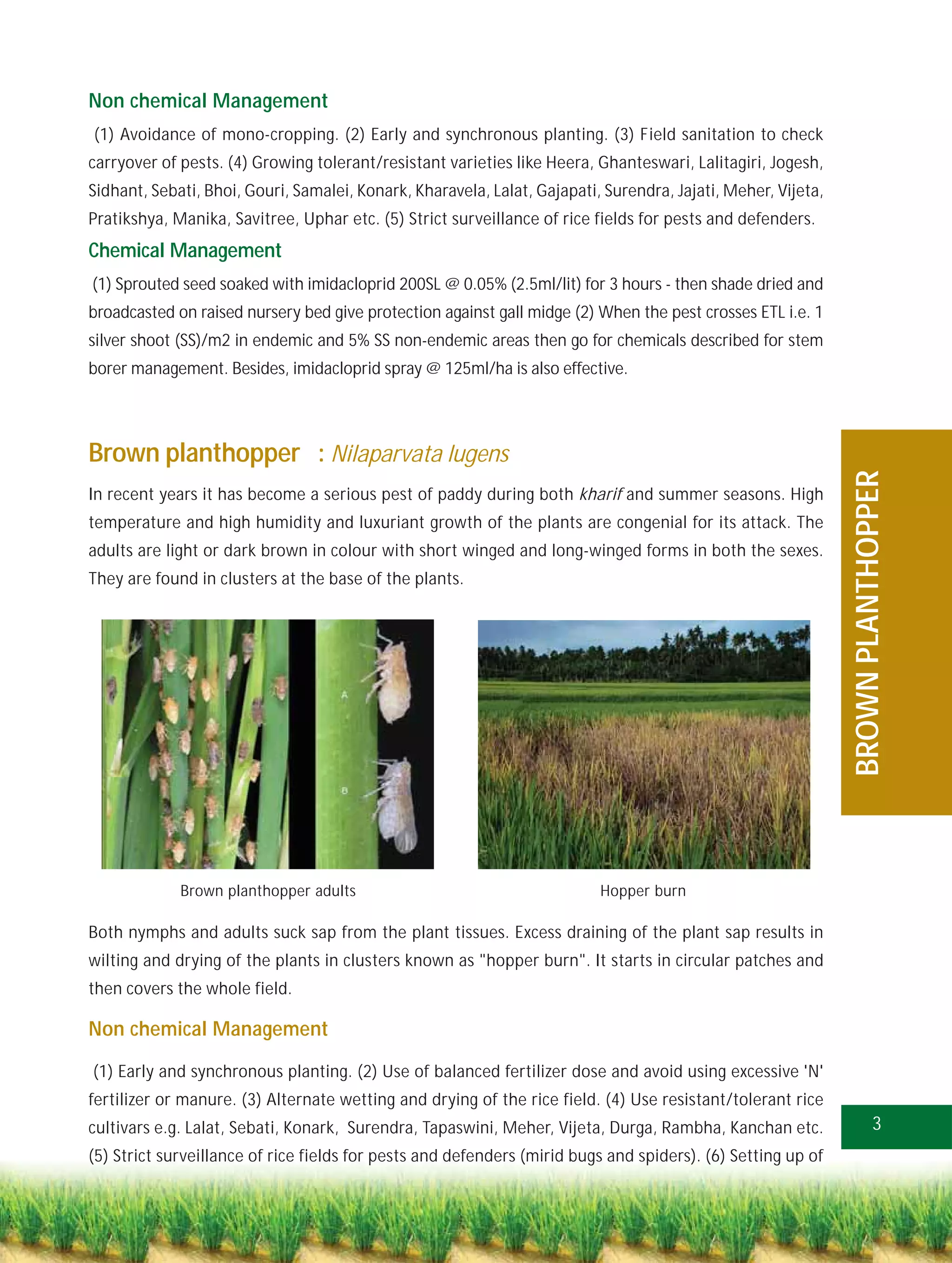 Non chemical Management
(1) Avoidance of mono-cropping. (2) Early and synchronous planting. (3) Field sanitation to check
carryover of pests. (4) Growing tolerant/resistant varieties like Heera, Ghanteswari, Lalitagiri, Jogesh,
Sidhant, Sebati, Bhoi, Gouri, Samalei, Konark, Kharavela, Lalat, Gajapati, Surendra, Jajati, Meher, Vijeta,
Pratikshya, Manika, Savitree, Uphar etc. (5) Strict surveillance of rice fields for pests and defenders.
Chemical Management
(1) Sprouted seed soaked with imidacloprid 200SL @ 0.05% (2.5ml/lit) for 3 hours - then shade dried and
broadcasted on raised nursery bed give protection against gall midge (2) When the pest crosses ETL i.e. 1
silver shoot (SS)/m2 in endemic and 5% SS non-endemic areas then go for chemicals described for stem
borer management. Besides, imidacloprid spray @ 125ml/ha is also effective.




Brown planthopper : Nilaparvata lugens




                                                                                                              BROWN PLANTHOPPER
In recent years it has become a serious pest of paddy during both kharif and summer seasons. High
temperature and high humidity and luxuriant growth of the plants are congenial for its attack. The
adults are light or dark brown in colour with short winged and long-winged forms in both the sexes.
They are found in clusters at the base of the plants.




             Brown planthopper adults                                     Hopper burn

Both nymphs and adults suck sap from the plant tissues. Excess draining of the plant sap results in
wilting and drying of the plants in clusters known as "hopper burn". It starts in circular patches and
then covers the whole field.

Non chemical Management

(1) Early and synchronous planting. (2) Use of balanced fertilizer dose and avoid using excessive 'N'
fertilizer or manure. (3) Alternate wetting and drying of the rice field. (4) Use resistant/tolerant rice
cultivars e.g. Lalat, Sebati, Konark, Surendra, Tapaswini, Meher, Vijeta, Durga, Rambha, Kanchan etc.                  3
(5) Strict surveillance of rice fields for pests and defenders (mirid bugs and spiders). (6) Setting up of
 