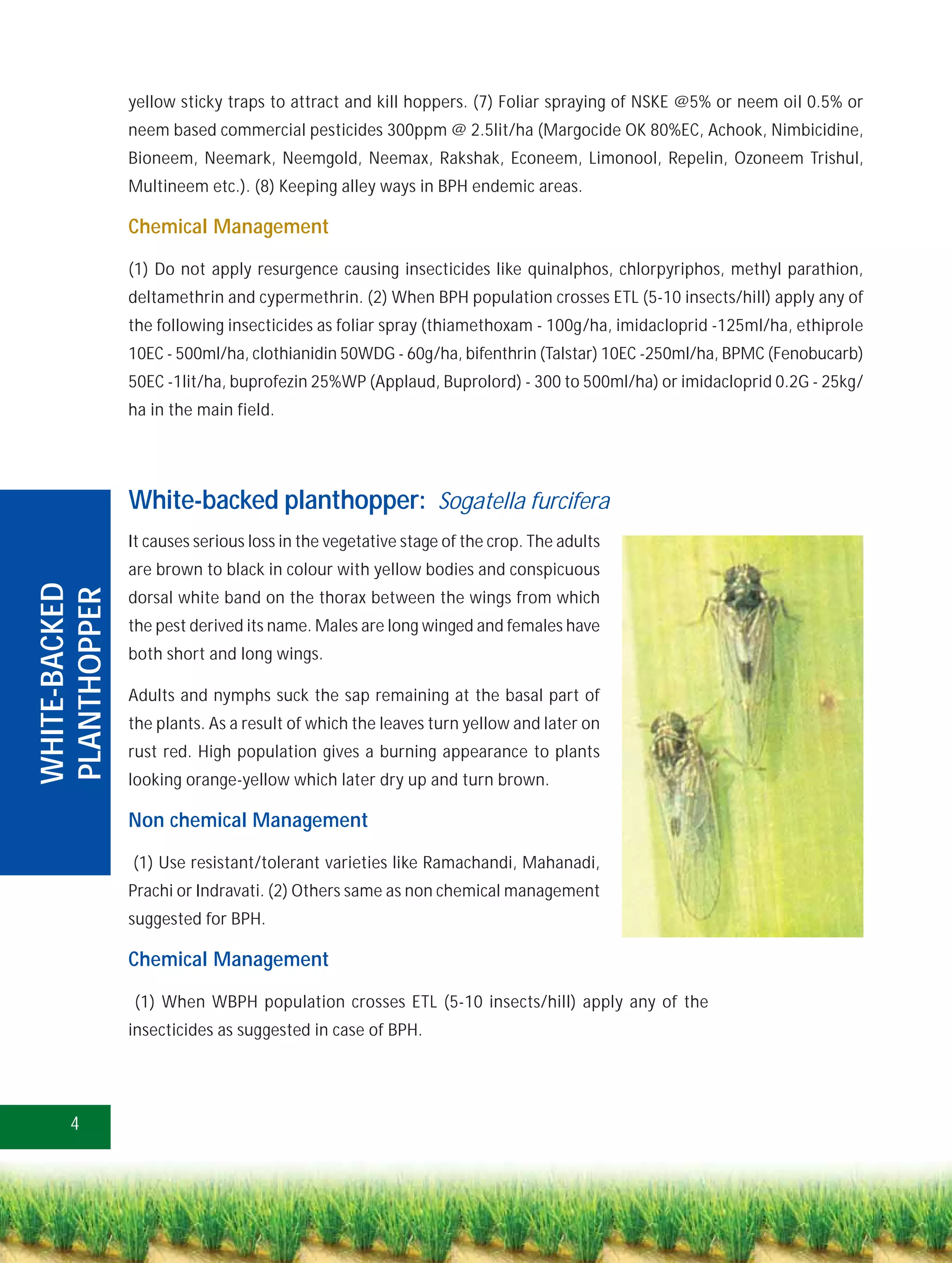 yellow sticky traps to attract and kill hoppers. (7) Foliar spraying of NSKE @5% or neem oil 0.5% or
               neem based commercial pesticides 300ppm @ 2.5lit/ha (Margocide OK 80%EC, Achook, Nimbicidine,
               Bioneem, Neemark, Neemgold, Neemax, Rakshak, Econeem, Limonool, Repelin, Ozoneem Trishul,
               Multineem etc.). (8) Keeping alley ways in BPH endemic areas.

               Chemical Management

               (1) Do not apply resurgence causing insecticides like quinalphos, chlorpyriphos, methyl parathion,
               deltamethrin and cypermethrin. (2) When BPH population crosses ETL (5-10 insects/hill) apply any of
               the following insecticides as foliar spray (thiamethoxam - 100g/ha, imidacloprid -125ml/ha, ethiprole
               10EC - 500ml/ha, clothianidin 50WDG - 60g/ha, bifenthrin (Talstar) 10EC -250ml/ha, BPMC (Fenobucarb)
               50EC -1lit/ha, buprofezin 25%WP (Applaud, Buprolord) - 300 to 500ml/ha) or imidacloprid 0.2G - 25kg/
               ha in the main field.




               White-backed planthopper: Sogatella furcifera
               It causes serious loss in the vegetative stage of the crop. The adults
               are brown to black in colour with yellow bodies and conspicuous
WHITE-BACKED
PLANTHOPPER




               dorsal white band on the thorax between the wings from which
               the pest derived its name. Males are long winged and females have
               both short and long wings.

               Adults and nymphs suck the sap remaining at the basal part of
               the plants. As a result of which the leaves turn yellow and later on
               rust red. High population gives a burning appearance to plants
               looking orange-yellow which later dry up and turn brown.

               Non chemical Management

               (1) Use resistant/tolerant varieties like Ramachandi, Mahanadi,
               Prachi or Indravati. (2) Others same as non chemical management
               suggested for BPH.

               Chemical Management

               (1) When WBPH population crosses ETL (5-10 insects/hill) apply any of the
               insecticides as suggested in case of BPH.




     4
 
