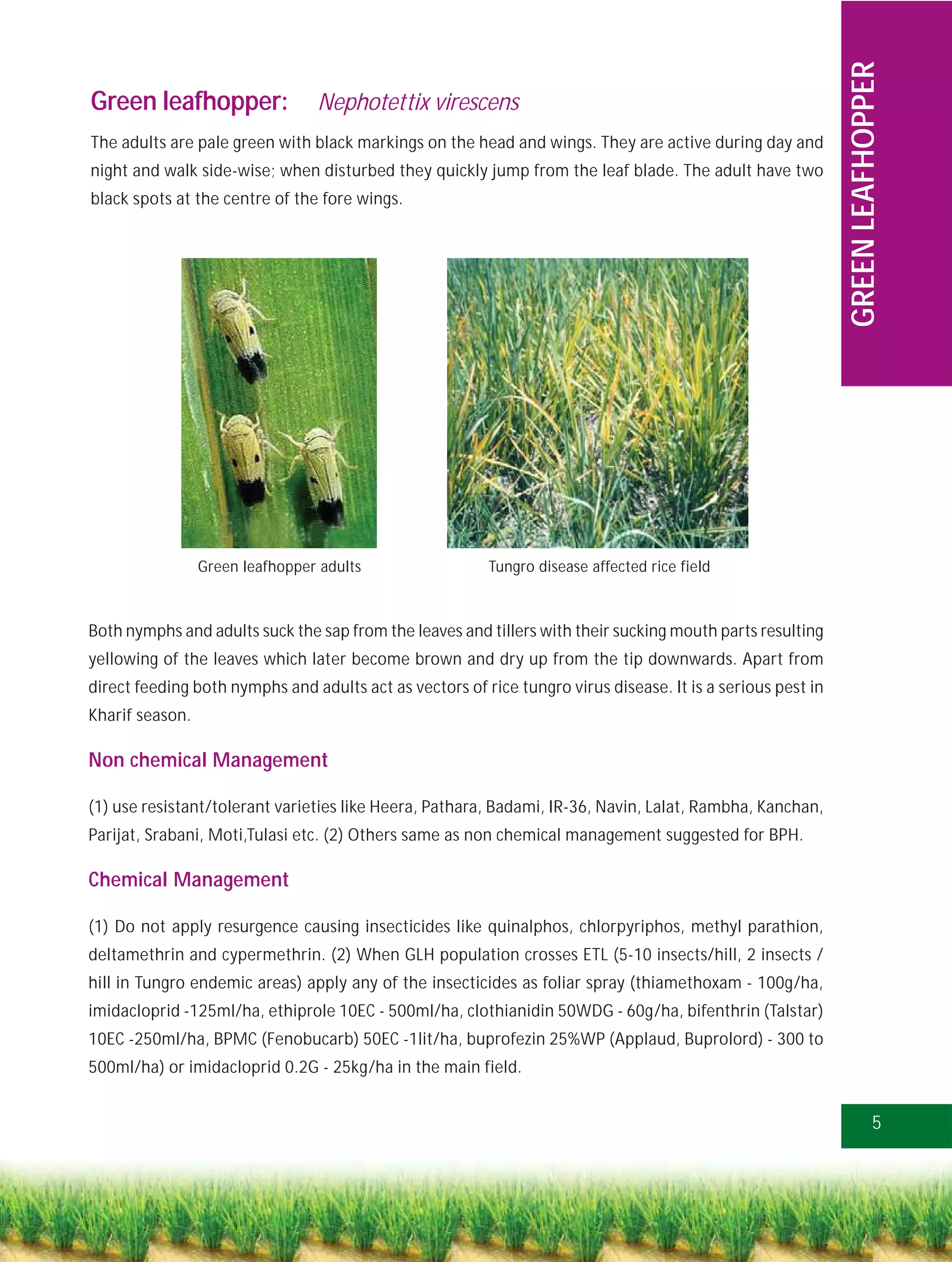 GREEN LEAFHOPPER
Green leafhopper:                Nephotettix virescens
The adults are pale green with black markings on the head and wings. They are active during day and
night and walk side-wise; when disturbed they quickly jump from the leaf blade. The adult have two
black spots at the centre of the fore wings.




                 Green leafhopper adults                 Tungro disease affected rice field



Both nymphs and adults suck the sap from the leaves and tillers with their sucking mouth parts resulting
yellowing of the leaves which later become brown and dry up from the tip downwards. Apart from
direct feeding both nymphs and adults act as vectors of rice tungro virus disease. It is a serious pest in
Kharif season.

Non chemical Management

(1) use resistant/tolerant varieties like Heera, Pathara, Badami, IR-36, Navin, Lalat, Rambha, Kanchan,
Parijat, Srabani, Moti,Tulasi etc. (2) Others same as non chemical management suggested for BPH.

Chemical Management

(1) Do not apply resurgence causing insecticides like quinalphos, chlorpyriphos, methyl parathion,
deltamethrin and cypermethrin. (2) When GLH population crosses ETL (5-10 insects/hill, 2 insects /
hill in Tungro endemic areas) apply any of the insecticides as foliar spray (thiamethoxam - 100g/ha,
imidacloprid -125ml/ha, ethiprole 10EC - 500ml/ha, clothianidin 50WDG - 60g/ha, bifenthrin (Talstar)
10EC -250ml/ha, BPMC (Fenobucarb) 50EC -1lit/ha, buprofezin 25%WP (Applaud, Buprolord) - 300 to
500ml/ha) or imidacloprid 0.2G - 25kg/ha in the main field.


                                                                                                                        5
 