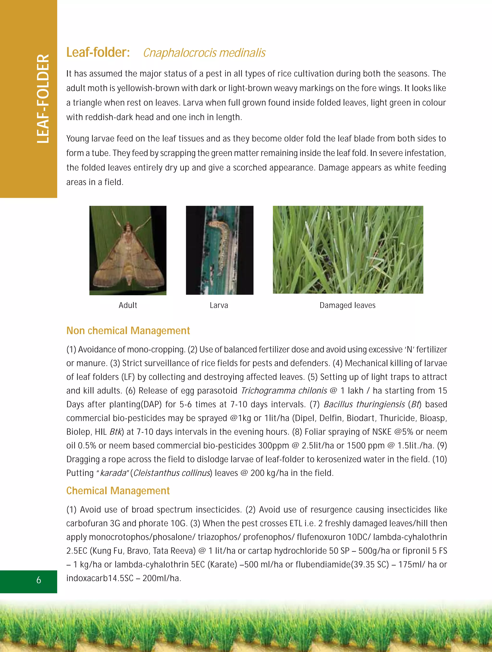 Leaf-folder: Cnaphalocrocis medinalis
LEAF-FOLDER
              It has assumed the major status of a pest in all types of rice cultivation during both the seasons. The
              adult moth is yellowish-brown with dark or light-brown weavy markings on the fore wings. It looks like
              a triangle when rest on leaves. Larva when full grown found inside folded leaves, light green in colour
              with reddish-dark head and one inch in length.

              Young larvae feed on the leaf tissues and as they become older fold the leaf blade from both sides to
              form a tube. They feed by scrapping the green matter remaining inside the leaf fold. In severe infestation,
              the folded leaves entirely dry up and give a scorched appearance. Damage appears as white feeding
              areas in a field.




                             Adult                    Larva                          Damaged leaves


              Non chemical Management
              (1) Avoidance of mono-cropping. (2) Use of balanced fertilizer dose and avoid using excessive ‘N’ fertilizer
              or manure. (3) Strict surveillance of rice fields for pests and defenders. (4) Mechanical killing of larvae
              of leaf folders (LF) by collecting and destroying affected leaves. (5) Setting up of light traps to attract
              and kill adults. (6) Release of egg parasotoid Trichogramma chilonis @ 1 lakh / ha starting from 15
              Days after planting(DAP) for 5-6 times at 7-10 days intervals. (7) Bacillus thuringiensis (Bt) based
              commercial bio-pesticides may be sprayed @1kg or 1lit/ha (Dipel, Delfin, Biodart, Thuricide, Bioasp,
              Biolep, HIL Btk) at 7-10 days intervals in the evening hours. (8) Foliar spraying of NSKE @5% or neem
              oil 0.5% or neem based commercial bio-pesticides 300ppm @ 2.5lit/ha or 1500 ppm @ 1.5lit./ha. (9)
              Dragging a rope across the field to dislodge larvae of leaf-folder to kerosenized water in the field. (10)
              Putting “karada”(Cleistanthus collinus) leaves @ 200 kg/ha in the field.

              Chemical Management
              (1) Avoid use of broad spectrum insecticides. (2) Avoid use of resurgence causing insecticides like
              carbofuran 3G and phorate 10G. (3) When the pest crosses ETL i.e. 2 freshly damaged leaves/hill then
              apply monocrotophos/phosalone/ triazophos/ profenophos/ flufenoxuron 10DC/ lambda-cyhalothrin
              2.5EC (Kung Fu, Bravo, Tata Reeva) @ 1 lit/ha or cartap hydrochloride 50 SP – 500g/ha or fipronil 5 FS
              – 1 kg/ha or lambda-cyhalothrin 5EC (Karate) –500 ml/ha or flubendiamide(39.35 SC) – 175ml/ ha or
6             indoxacarb14.5SC – 200ml/ha.
 