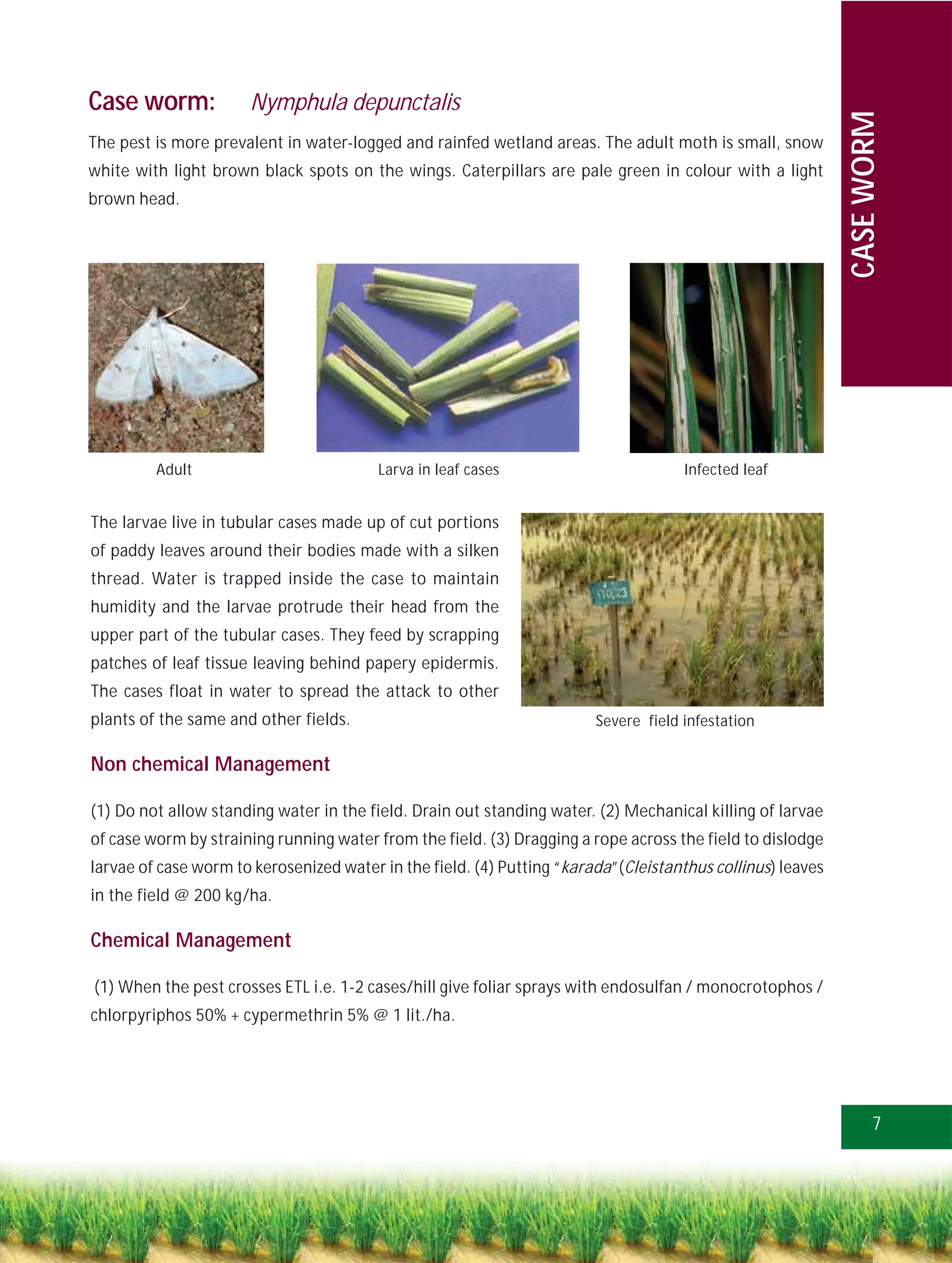 Case worm:            Nymphula depunctalis




                                                                                                            CASE WORM
The pest is more prevalent in water-logged and rainfed wetland areas. The adult moth is small, snow
white with light brown black spots on the wings. Caterpillars are pale green in colour with a light
brown head.




         Adult                           Larva in leaf cases                         Infected leaf


The larvae live in tubular cases made up of cut portions
of paddy leaves around their bodies made with a silken
thread. Water is trapped inside the case to maintain
humidity and the larvae protrude their head from the
upper part of the tubular cases. They feed by scrapping
patches of leaf tissue leaving behind papery epidermis.
The cases float in water to spread the attack to other
plants of the same and other fields.                                    Severe field infestation

Non chemical Management

(1) Do not allow standing water in the field. Drain out standing water. (2) Mechanical killing of larvae
of case worm by straining running water from the field. (3) Dragging a rope across the field to dislodge
larvae of case worm to kerosenized water in the field. (4) Putting “karada”(Cleistanthus collinus) leaves
in the field @ 200 kg/ha.

Chemical Management

(1) When the pest crosses ETL i.e. 1-2 cases/hill give foliar sprays with endosulfan / monocrotophos /
chlorpyriphos 50% + cypermethrin 5% @ 1 lit./ha.




                                                                                                                  7
 