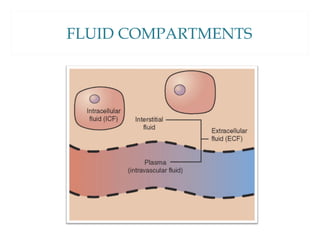 FLUID COMPARTMENTS
 