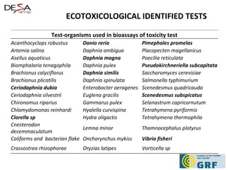 ECOTOXICOLOGICAL IDENTIFIED TESTS Test-organisms used in bioassays of toxicity test Acanthocyclops robustus Danio rerio Pimephales promelas Artemia salina Daphnia ambigua Placopecten magellanicus Asellus aquaticus Daphnia magna Poecilia reticulata Biomphalaria tenagophila  Daphnia pulex Pseudokirchneriella subcapitata Brachionus calyciflorus Daphnia similis Saccharomyces cerevisiae Brachionus plicatilis Daphnia spinulata Salmonella typhimurium Ceriodaphnia dubia Enterobacter aerogenes Scenedesmus quadricauda Ceriodaphnia silvestrii Euglena gracilis Scenedesmus subspicatus Chironomus riparius Gammarus pulex Selanastrum capricornutum Chlamydomonas reinhardi Hyalella curvispina Tetrahymena pyriformis Clorella sp Hydra oligactis Tetrahymena thermophila Cnesterodon decemmaculatum Lemna minor Thamnocephalus platyrus Coliforms and  bacterian flake Onchorynchus mykiss Vibrio fisheri Crassostrea rhizophorae Oryzias latipes Vorticella sp 