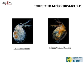 TOXICITY TO MICROCRUSTACEOUS Ceriodaphnia quadrangula Ceriodaphnia dubia 