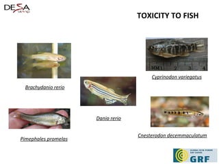 TOXICITY TO FISH Danio rerio Cyprinodon variegatus Cnesterodon decemmaculatum Brachydanio rerio Pimephales promelas 