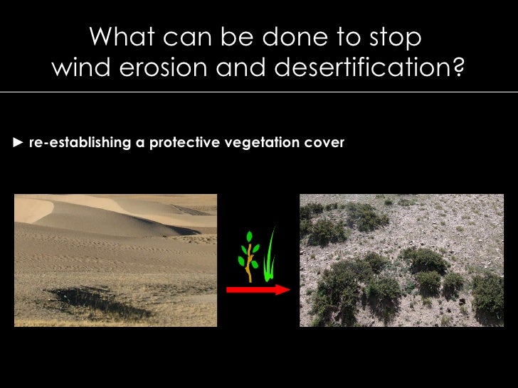 Plants and Mycorrhizal Fungi in Wind Erosion Control