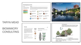TARYN MEAD
BIOMIMICRY
CONSULTING
11
 