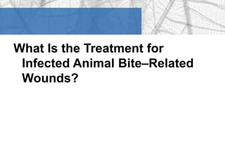 What Is the Treatment for 
Infected Animal Bite–Related 
Wounds? 
 