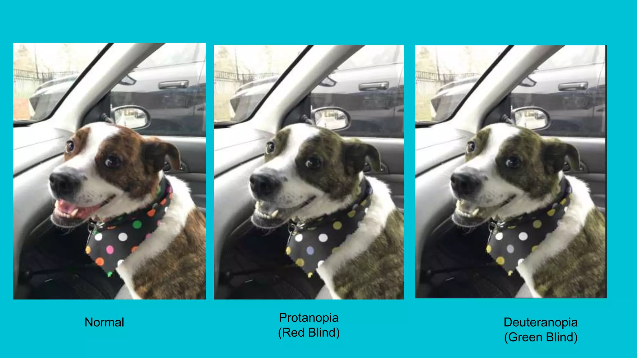 Normal Protanopia
(Red Blind)
Deuteranopia
(Green Blind)
 