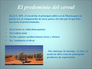 El predominio del cereal -En el S. XIX  el cereal fue el principal cultivo en la Meseta pero su precio era en comparación de otros países elevado por lo que hizo necesario el proteccionismo.   En el norte se cultivaban patatas En Galicia maíz En las regiones mediterráneas arroz y cítricos En  Andalucía el olivar - Sin embargo, la naranja,  el vino y el aceite de oliva eran los principales productos de exportación. 