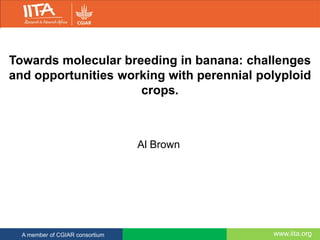 www.iita.orgA member of CGIAR consortium
Towards molecular breeding in banana: challenges
and opportunities working with perennial polyploid
crops.
Al Brown
 