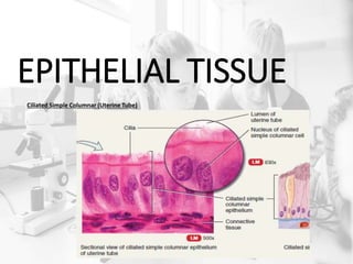 EPITHELIAL TISSUE
Ciliated Simple Columnar (Uterine Tube)
 