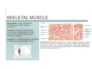 SKELETAL MUSCLE
Description: Long, cylindrical,
multinucleate cells; obvious
striations.
Function: Voluntary movement;
locomotion; manipulation of the
environment; facial expression;
voluntary control.
Location: In skeletal muscles attached
to bones or occasionally to skin.
 
