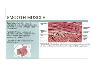 SMOOTH MUSCLE
Description: Spindle-shaped
(elongated) cells with central nuclei;
no striations; cells arranged closely to
form sheets.
Function: Propels substances or
objects (foodstuffs, urine, a baby)
along internal passageways;
involuntary control.
Location: Mostly in the walls of
hollow organs.
 