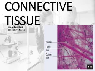 CONNECTIVE
TISSUELoose (areolar)
connective tissue
 