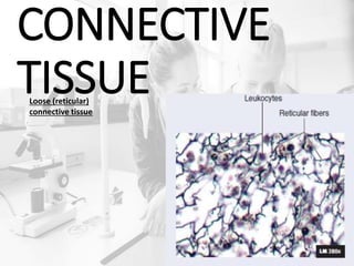CONNECTIVE
TISSUELoose (reticular)
connective tissue
 