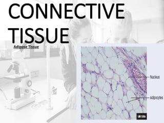 CONNECTIVE
TISSUEAdipose Tissue
 