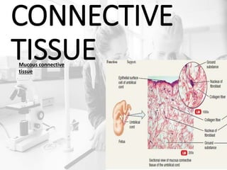 CONNECTIVE
TISSUEMucous connective
tissue
 