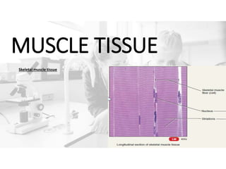 MUSCLE TISSUE
Skeletal muscle tissue
 