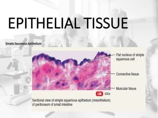 EPITHELIAL TISSUE
Simple Squamous Epithelium
 