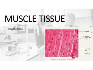 MUSCLE TISSUE
Cardiac Muscle tissue
 