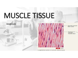 MUSCLE TISSUE
Smooth muscle
 