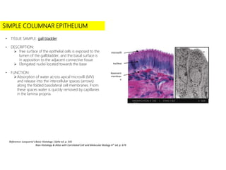 • Click to add subtitle
SIMPLE COLUMNAR EPITHELIUM
• TISSUE SAMPLE: gall bladder
• DESCRIPTION:
 free surface of the epithelial cells is exposed to the
lumen of the gallbladder, and the basal surface is
in apposition to the adjacent connective tissue
 Elongated nuclei located towards the base
• FUNCTION:
Absorption of water across apical microvilli (MV)
and release into the intercellular spaces (arrows)
along the folded basolateral cell membranes. From
these spaces water is quickly removed by capillaries
in the lamina propria.
MAGNIFICATION: X 540 I STAIN: H & E X 5600
I TEM
Basement
membran
e
nucleus
microvilli
Reference: Junqueria’s Basic Histology 13yhe ed. p. 341
Ross Histology & Atlas with Correlated Cell and Molecular Biology 6th ed. p. 674
 