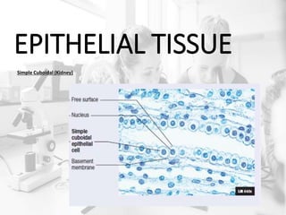EPITHELIAL TISSUE
Simple Cuboidal (Kidney)
 