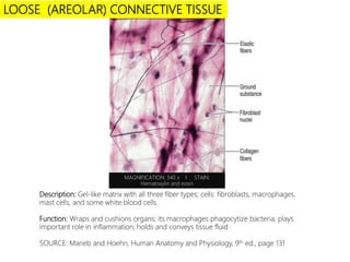 LOOSE (AREOLAR) CONNECTIVE TISSUE
MAGNIFICATION: 340 x I STAIN:
Hematoxylin and eosin
Description: Gel-like matrix with all three fiber types; cells: fibroblasts, macrophages,
mast cells, and some white blood cells.
Function: Wraps and cushions organs; its macrophages phagocytize bacteria; plays
important role in inflammation; holds and conveys tissue fluid
SOURCE: Marieb and Hoehn, Human Anatomy and Physiology, 9th ed., page 131
 