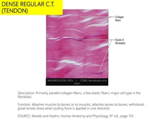 DENSE REGULAR C.T.
(TENDON)
MAGNIFICATION: 430 x I STAIN: Hematoxylin and
eosin
Description: Primarily parallel collagen fibers; a few elastic fibers; major cell type is the
fibroblast.
Function: Attaches muscles to bones or to muscles; attaches bones to bones; withstands
great tensile stress when pulling force is applied in one direction.
SOURCE: Marieb and Hoehn, Human Anatomy and Physiology, 9th ed., page 133
 