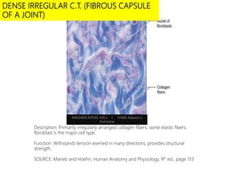 DENSE IRREGULAR C.T. (FIBROUS CAPSULE
OF A JOINT)
MAGNIFICATION: 430 x I STAIN: Masson’s
trichrome
Description: Primarily irregularly arranged collagen fibers; some elastic fibers;
fibroblast is the major cell type.
Function: Withstands tension exerted in many directions; provides structural
strength.
SOURCE: Marieb and Hoehn, Human Anatomy and Physiology, 9th ed., page 133
 