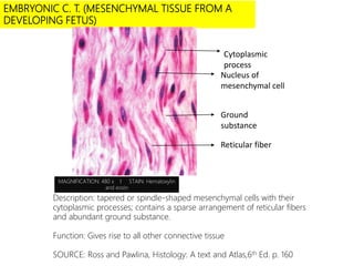 EMBRYONIC C. T. (MESENCHYMAL TISSUE FROM A
DEVELOPING FETUS)
Description: tapered or spindle-shaped mesenchymal cells with their
cytoplasmic processes; contains a sparse arrangement of reticular fibers
and abundant ground substance.
Function: Gives rise to all other connective tissue
SOURCE: Ross and Pawlina, Histology: A text and Atlas,6th Ed. p. 160
MAGNIFICATION: 480 x I STAIN: Hematoxylin
and eosin
Cytoplasmic
process
Nucleus of
mesenchymal cell
Ground
substance
Reticular fiber
 