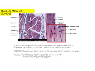 SKELETAL MUSCLES
(TONGUE)
DESCRIPTION: Micrograph of a tongue tissue in longitudinal and transverse sections,
showing the myofibrils, connective tissues, and peripheral nuclei in muscle fibers
FUNCTION: Skeletal muscle allows movement of tongue essential for mastication and speech.
SOURCE: Atlas of Histology, Victor P. Eroschenko, 13th ed., page 300
Junqueira Hisyology, 14th ed., page 194
MAGNIFICATION: 130 x I STAIN: Masson trichome
Peripheral nuclei
Striations
Muscle fiber
 