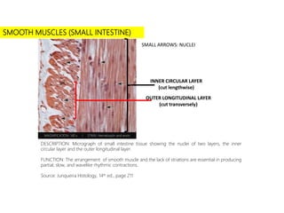 SMOOTH MUSCLES (SMALL INTESTINE)
DESCRIPTION: Micrograph of small intestine tissue showing the nuclei of two layers, the inner
circular layer and the outer longitudinal layer.
FUNCTION: The arrangement of smooth muscle and the lack of striations are essential in producing
partial, slow, and wavelike rhythmic contractions.
Source: Junqueira Histology, 14th ed., page 211
MAGNIFICATION: 140 x I STAIN: Hematoxylin and eosin
SMALL ARROWS: NUCLEI
INNER CIRCULAR LAYER
(cut lengthwise)
OUTER LONGITUDINAL LAYER
(cut transversely)
 