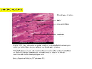 MAGNIFICATION: 200 x I STAIN: Hematoxylin and eosin
Nuclei
Intercalated disc
Branches
Closed-space striations
DESCRIPTION: Light microscopy of cardiac muscle in longitudinal section showing the
nuclei, intercalated discs, branching fibers, and closed-space striations.
FUNCTION: Cardiac muscle cells have branches connecting other cardiac muscle fibers.
The branching network and striations allows the heart to produce an efficient
contraction mechanism for emptying the heart.
Source: Junquiera Histology, 14th ed., page 209
CARDIAC MUSCLES
 