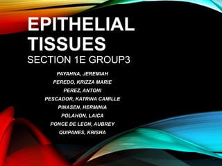 EPITHELIAL
TISSUES
SECTION 1E GROUP3
PAYAHNA, JEREMIAH
PEREDO, KRIZZA MARIE
PEREZ, ANTONI
PESCADOR, KATRINA CAMILLE
PINASEN, HERMINIA
POLAHON, LAICA
PONCE DE LEON, AUBREY
QUIPANES, KRISHA
 