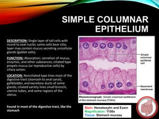 SIMPLE COLUMNAR
EPITHELIUM
DESCRIPTION: Single layer of tall cells with
round to oval nuclei; some cells bear cilia;
layer may contain mucus-secreting unicellular
glands (goblet cells).
FUNCTION: Absorption; secretion of mucus,
enzymes, and other substances; ciliated type
propels mucus (or reproductive cells) by
ciliary action.
LOCATION: Nonciliated type lines most of the
digestive tract (stomach to anal canal),
gallbladder, and excretory ducts of some
glands; ciliated variety lines small bronchi,
uterine tubes, and some regions of the
uterus.
Found in most of the digestive tract, like the
stomach
Stain: Hematoxylin and Eosin
Magnification: 1150x
Tissue: Stomach mucosa
 