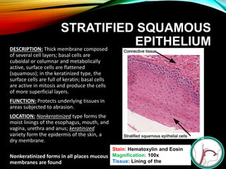 Stain: Hematoxylin and Eosin
Magnification: 100x
Tissue: Lining of the
esophagus
STRATIFIED SQUAMOUS
EPITHELIUMDESCRIPTION: Thick membrane composed
of several cell layers; basal cells are
cuboidal or columnar and metabolically
active, surface cells are flattened
(squamous); in the keratinized type, the
surface cells are full of keratin; basal cells
are active in mitosis and produce the cells
of more superficial layers.
FUNCTION: Protects underlying tissues in
areas subjected to abrasion.
LOCATION: Nonkeratinized type forms the
moist linings of the esophagus, mouth, and
vagina, urethra and anus; keratinized
variety form the epidermis of the skin, a
dry membrane.
Nonkeratinized forms in all places mucous
membranes are found
 