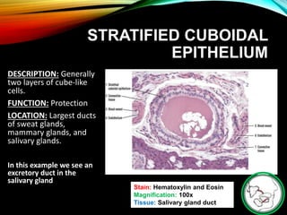 STRATIFIED CUBOIDAL
EPITHELIUM
DESCRIPTION: Generally
two layers of cube-like
cells.
FUNCTION: Protection
LOCATION: Largest ducts
of sweat glands,
mammary glands, and
salivary glands.
In this example we see an
excretory duct in the
salivary gland
Stain: Hematoxylin and Eosin
Magnification: 100x
Tissue: Salivary gland duct
 