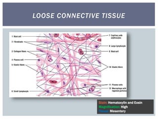 LOOSE CONNECTIVE TISSUE
Stain: Hematoxylin and Eosin
Magnification: High
Tissue: Mesentery
 