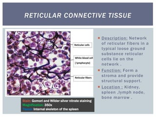 RETICULAR CONNECTIVE TISSUE
Stain: Gomori and Wilder silver nitrate staining
Magnification: 350x
Tissue: Internal skeleton of the spleen
 Description: Network
of reticular fibers in a
typical loose ground
substance reticular
cells lie on the
network .
 Function: Form a
stroma and provide
structural support.
 Location : Kidney,
spleen ,lymph node,
bone marrow .
 