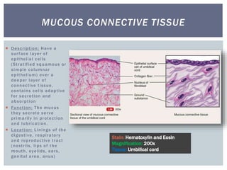  Description: Have a
surface layer of
epithelial cells
(Stratified squamous or
simple columnar
epithelium) over a
deeper layer of
connective tissue,
contains cells adaptive
for secretion and
absorption
 Function: The mucus
they secrete serve
primarily in protection
and lubrication.
 Location: Linings of the
digestive, respiratory
and reproductive tract
(nostrils, lips of the
mouth, eyelids, ears,
genital area, anus)
MUCOUS CONNECTIVE TISSUE
Stain: Hematoxylin and Eosin
Magnification: 200x
Tissue: Umbilical cord
 