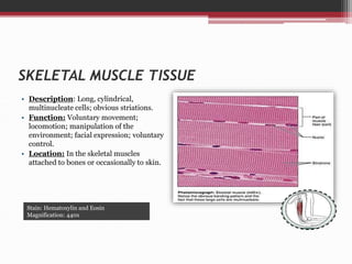SKELETAL MUSCLE TISSUE
• Description: Long, cylindrical,
multinucleate cells; obvious striations.
• Function: Voluntary movement;
locomotion; manipulation of the
environment; facial expression; voluntary
control.
• Location: In the skeletal muscles
attached to bones or occasionally to skin.
Stain: Hematoxylin and Eosin
Magnification: 440x
 